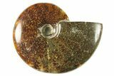 Polished Ammonite (Cleoniceras) Fossil - Madagascar #266347-1